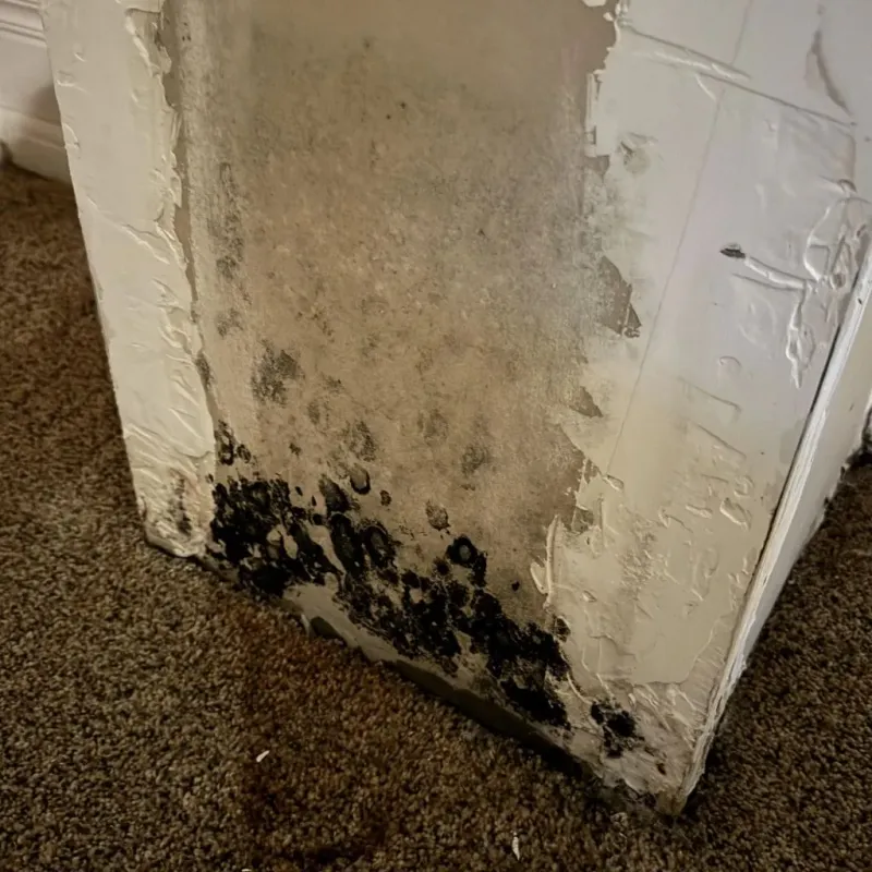 Professional Mold Removal in Louisville, GA